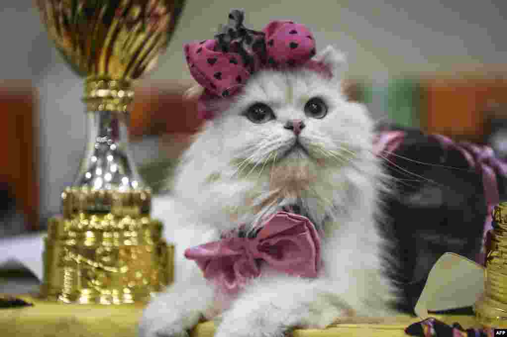 A cat is pictured next to trophies during a world cats show contest organized by the World Cat Federation (WCF) in Istanbul, Turkey.