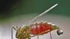 ڈینگی وائرس کے تدارک کی کوششوں میں مچھروں کے استعمال کا منصوبہ معطل