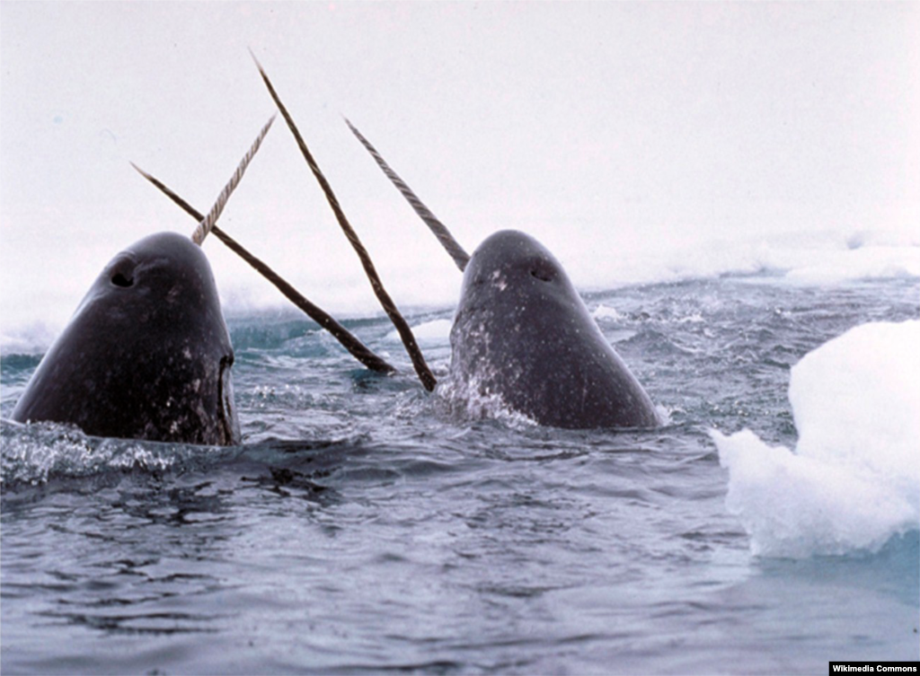 Narwhal tusks from the far North Atlantic were collected throughout Renaissance Europe as unicorn horns. Only males have these horns, which are, properly speaking, tusks because they are modified teeth. A few rare males have two.
