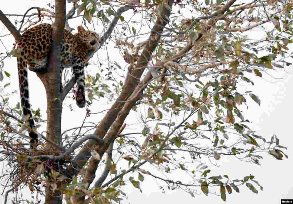 خوابیدن یک پلنگ بر درختی در کاتماندو، پایتخت نپال.