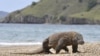 Komodo berkeliaran di pantai Pulau Komodo, habitat alami kadal terbesar di dunia. Indonesia telah mendeklarasikan pulau-pulau itu sebagai taman nasional pada tahun 1980 untuk melindungi komodo. (Foto: AFP)