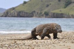 Komodo berkeliaran di pantai pulau Komodo, habitat alami kadal terbesar di dunia. Indonesia telah mendeklarasikan pulau-pulau itu sebagai taman nasional pada tahun 1980 untuk melindungi komodo. (Foto: AFP)