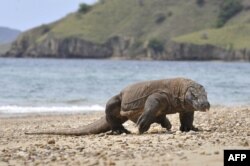 Komodo berkeliaran di pantai Pulau Komodo. (Foto: AFP)