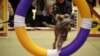 Morgan, a 12-time agility champion Chinese Crested breed, performs during a press conference on Jan. 30, 2017, in New York. Morgan will compete at the 141st Westminster Kennel Club Dog Show at Madison Square Garden on Feb. 13-14.