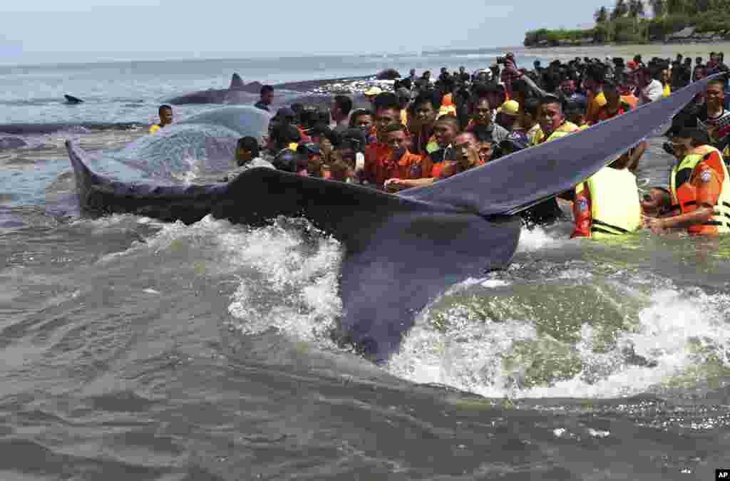 Warga dan tim penyelamat berusaha mendorong ikan paus yang terdampar di pantai Ujong Kareng, provinsi Aceh.