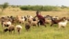 Disappearing Herds Change Ugandan Culture