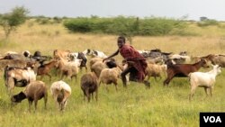 A boy tends goats in Karamoja, Uganda, where traditional animal herding is giving way to agriculture, August 27, 2012. (VOA - H. Heuler)