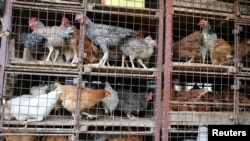 Des poulets à vendre dans des cages au marché de Kibuye dans la capitale ougandaise Kampala, le 17 janvier 2017.