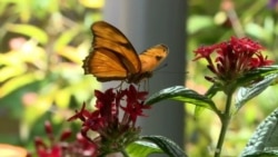 Exhibit Highlights Butterfly's Beauty, Diversity, Value to Ecosystem