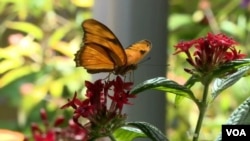 Exhibit Highlights Butterfly's Beauty, Diversity, Value to Ecosystem