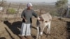 阿胶夺命：中国市场让南非驴子濒临灭绝