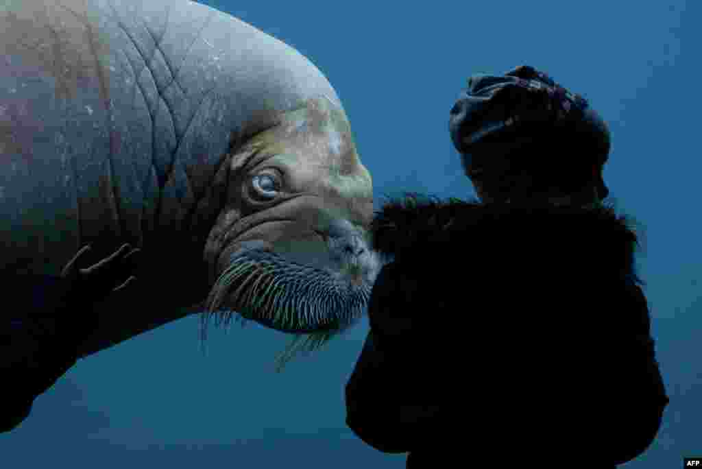 A visitor looks at a walrus in a zoo Hamburg, Germany.