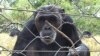 Turns Out Chimps Are Lovers Not Fighters 