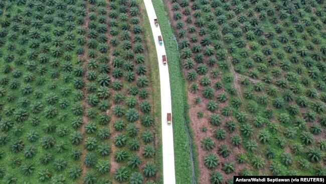 Foto udara perkebunan kelapa sawit di Batanghari, Jambi, 28 November 2018. (Foto: Antara/Wahdi Septiawan via REUTERS)