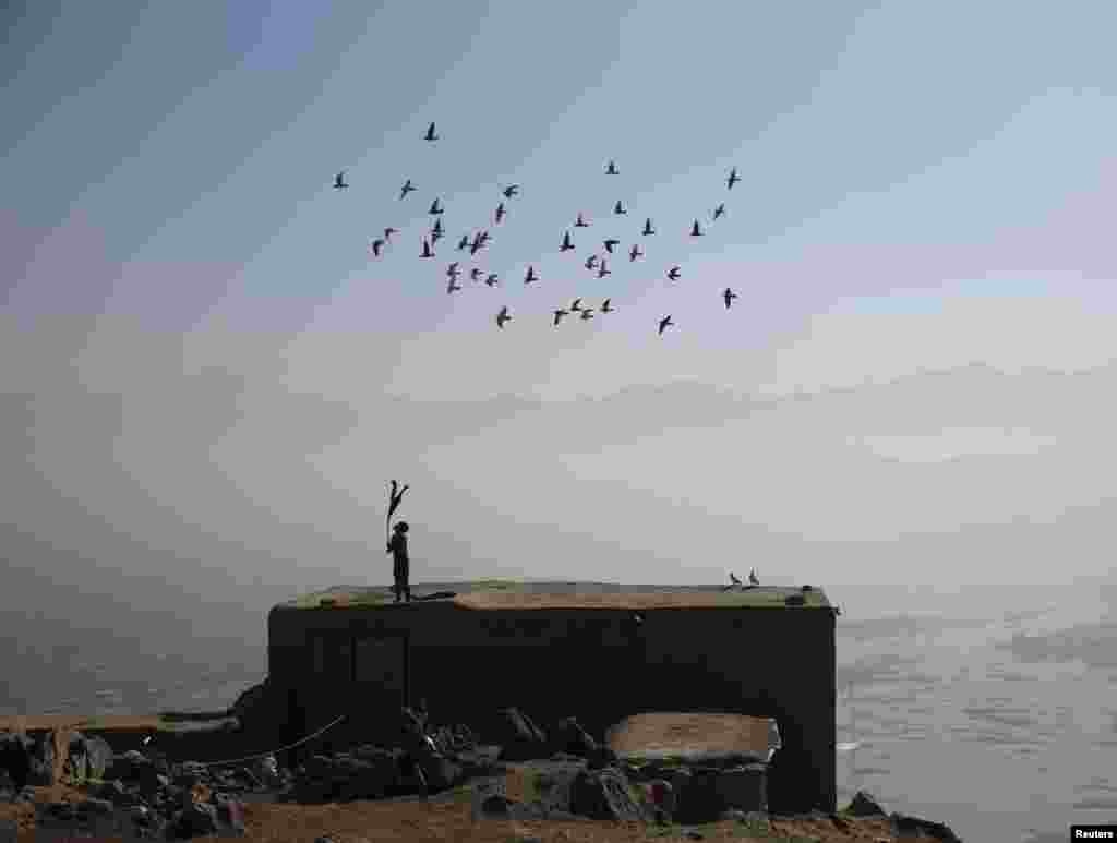 An Afghan boy wields a stick as his flock of domesticated pigeons flies atop the roof of his house in Kabul.