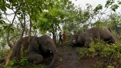 Pria berdiri di dekat gajah liar yang mati, yang diduga tewas tersambar petir, di lereng bukit di distrik Nagaon, negara bagian Assam pada 14 Mei 2021. (Biju BORO / AFP)