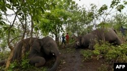 Pria berdiri di dekat gajah liar yang mati, yang diduga tewas tersambar petir, di lereng bukit di distrik Nagaon, negara bagian Assam pada 14 Mei 2021. (Biju BORO / AFP)