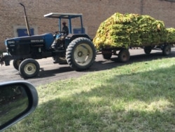 FILE: A worker drives a tractor ferrying tobacco in Beatrice about 50km south of Harare, Zimbabwe, Feb. 2018.