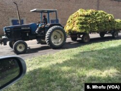 FILE - A worker drives a tractor ferrying tobacco in Beatrice about 50km south of Harare, Zimbabwe, Feb. 2018.