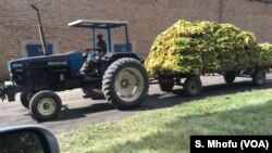 FILE: A worker drives a tractor ferrying tobacco in Beatrice about 50km south of Harare, Zimbabwe.