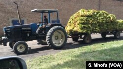 Un tracteur transporte du tabac à Beatrice, à environ 50 km au sud de Harare, au Zimbabwe, en février 2018. (S. Mhofu / VOA)