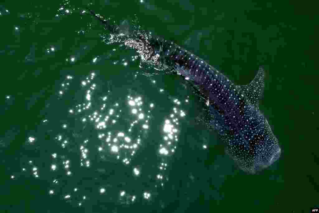 Aerial view a whale shark (Rhincodon Typu) swimming in the Sea of Cortez at Bahia de los Angeles, Baja California state, Mexico, July 17, 2021.