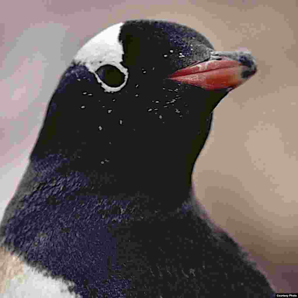 Gentoo penguin headshot. (Ron Naveen/ OCEANITES)