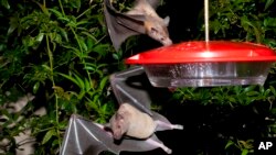 FILE - A 2013 file photo provided by the U.S. Fish and Wildlife shows nectar-feeding lesser long-nosed bats attracted to a hummingbird feeder during a citizen science bat migration monitoring project in southern Arizona.