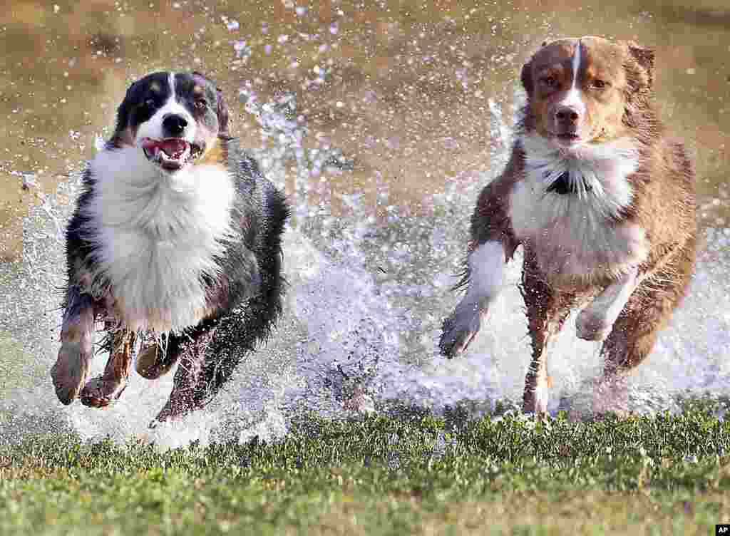 بازی دو سگ در علف زار خیس در پارکی در فرانکفورت آلمان.