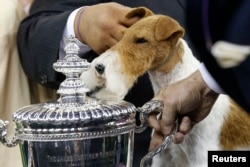 Sky, a wire fox terrier, poses next to the trophy after winning the "best in show" at the 138th Westminster Kennel Club Dog Show at Madison Square Garden in New York, February 11, 2014. Sky won "best in show" at the 138th Westminster Kennel Club Dog Show