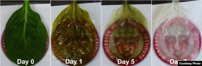 A time lapse view shows plant cells being removes from spinach leaves, leaving behind the leaf's vascular system. (WPI)