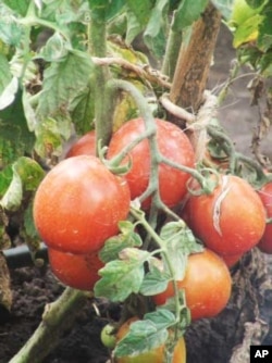 Slow Food International wants Africans to eat more local food, such as these indigenous Tanzanian tomatoes