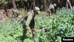 Soldiers destroy poppy plants used to make heroin during a military operation in the state of Sinaloa, Mexico. (File) 