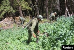 Soldiers destroy poppy plants used to make heroin during a military operation in the state of Sinaloa, Mexico, March 18, 2017.