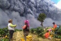 Para petani memanen kentang sementara Gunung Sinabung kembali erupsi, di Kabupaten Karo, Sumatra Utara, 10 Agustus 2020. (Foto: Sastrawan Gintin/Antara via Reuters)