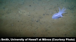 A sea cucumber seen on a bed of polymetallic nodules in the eastern Clarion-Clipperton Zone. Several corals, a sponge and a brittle star can also be seen in the image.