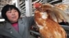 Four More Cases of Bird Flu Detected in China