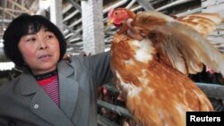 A farmer holds a chicken as she poses for a photograph at a hennery in Beifan village of Zouping county, Shandong province, China, April 1, 2013.