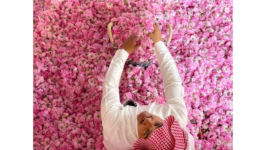 Seorang pekerja mengumpulkan bunga mawar Damaskena (Damask) yang baru dipetik, untuk disuling agar dapat menghasilkan air mawar dan minyak, di kota Taif, Saudi barat, 11 April 2021