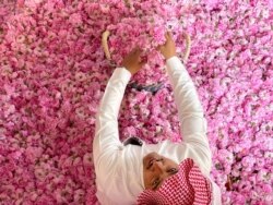 Seorang pekerja mengumpulkan bunga mawar Damaskena (Damask) yang baru dipetik, untuk disuling agar dapat menghasilkan air mawar dan minyak, di kota Taif, Saudi barat, 11 April 2021