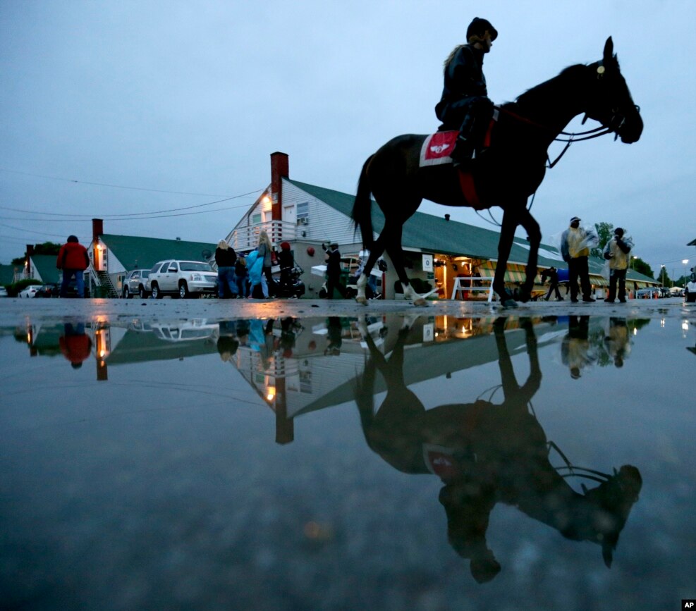 A horse is ridden to the track for a workout at Churchill Downs on in Louisville, Ky.