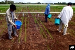 Farmers apply fertilizer to an experimental rice field.