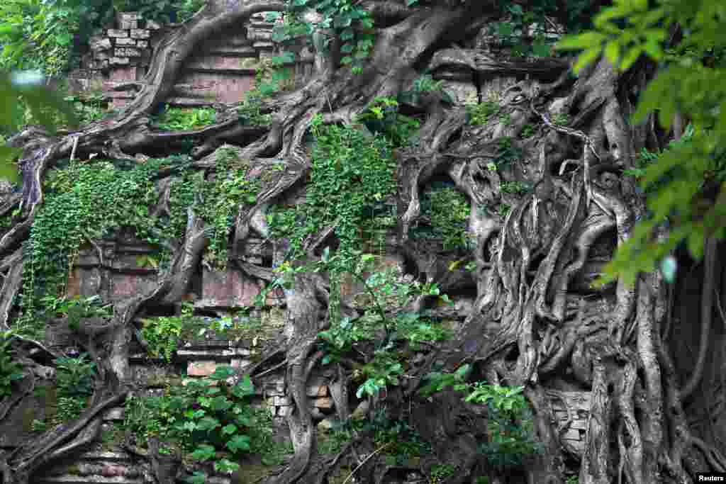 유네스코 세계 문화유산으로 지정된 캄보디아 중부 캄퐁톰 주 이샤나플라 유적. 삼보르 프레이 쿠크 사원 구조물을 나무 뿌리가 덮고 있다.