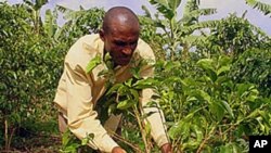 Louis Ntiricakeza is one of the few Rwandan farmers already growing coffee underneath bananas, October 2011.