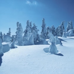 A snow covered forest