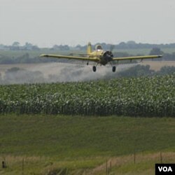 Pesawat ini menyemprotkan pestisida di atas ladang. Jenis pestisida organofosfat disebut beresiko menyebabkan hiperaktifitas.