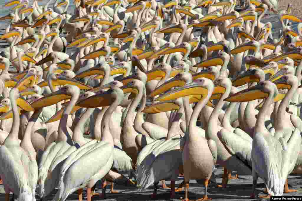 Great white pelican birds gather at a water reservoir in the Emek Hefer valley, north of Tel Aviv, Israel.