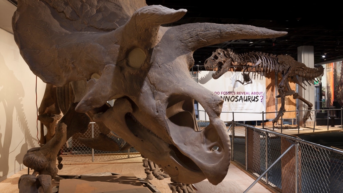 Last American Dinosaurs ReImagined at Smithsonian