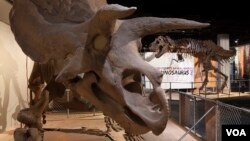 Un Triceratops y Tyrannosaurus rex son parte de la nueva exhibición del Museo de HIstoria Natural del Instituto Smithsoniano, en Washington. [Foto: Donald H. Hurlbert/Smithsonian Institution]
