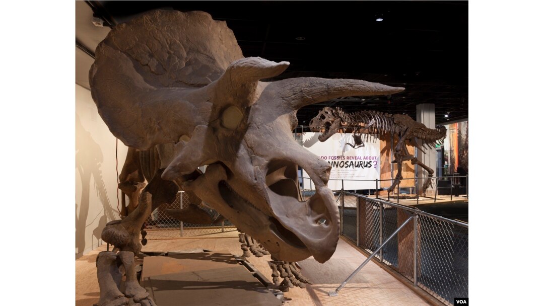 Triceratops and Tyrannosaurus Rex reign over the National Museum of Natural History’s new exhibition in Washington, D.C. (Donald H. Hurlbert/Smithsonian Institution)